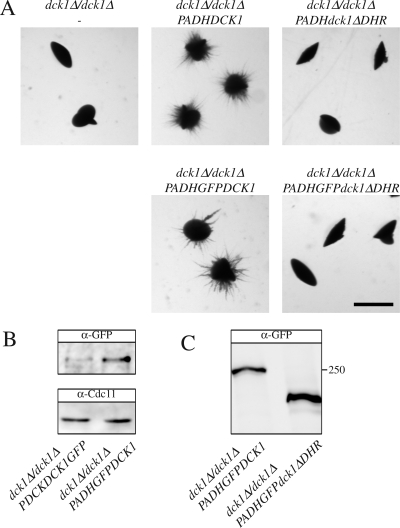 Figure 6.