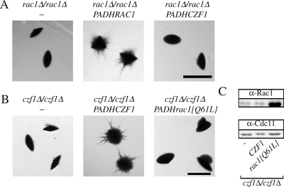 Figure 5.