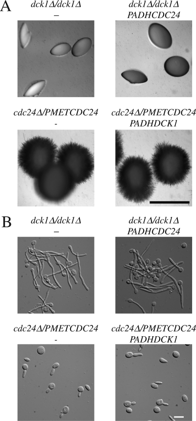 Figure 7.