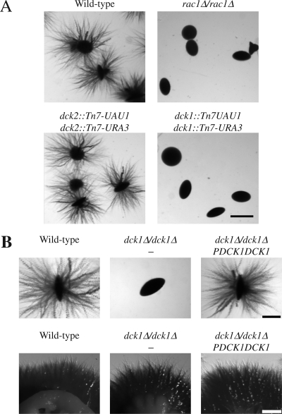 Figure 4.