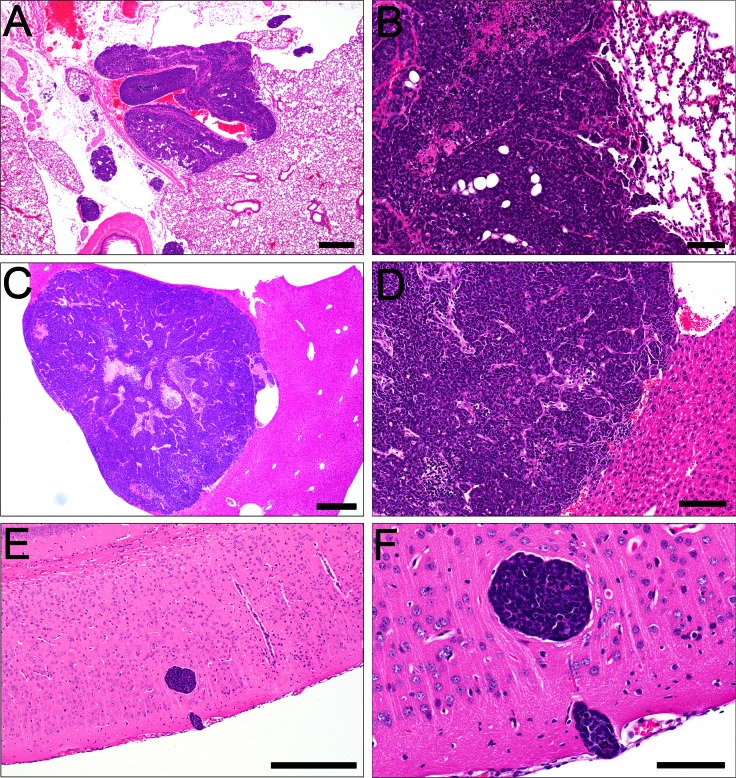 Fig 5