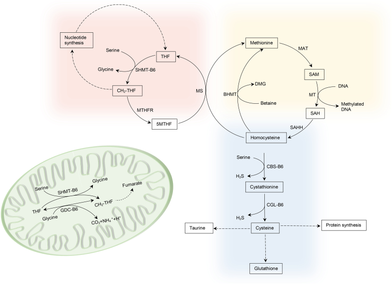 Fig. 1