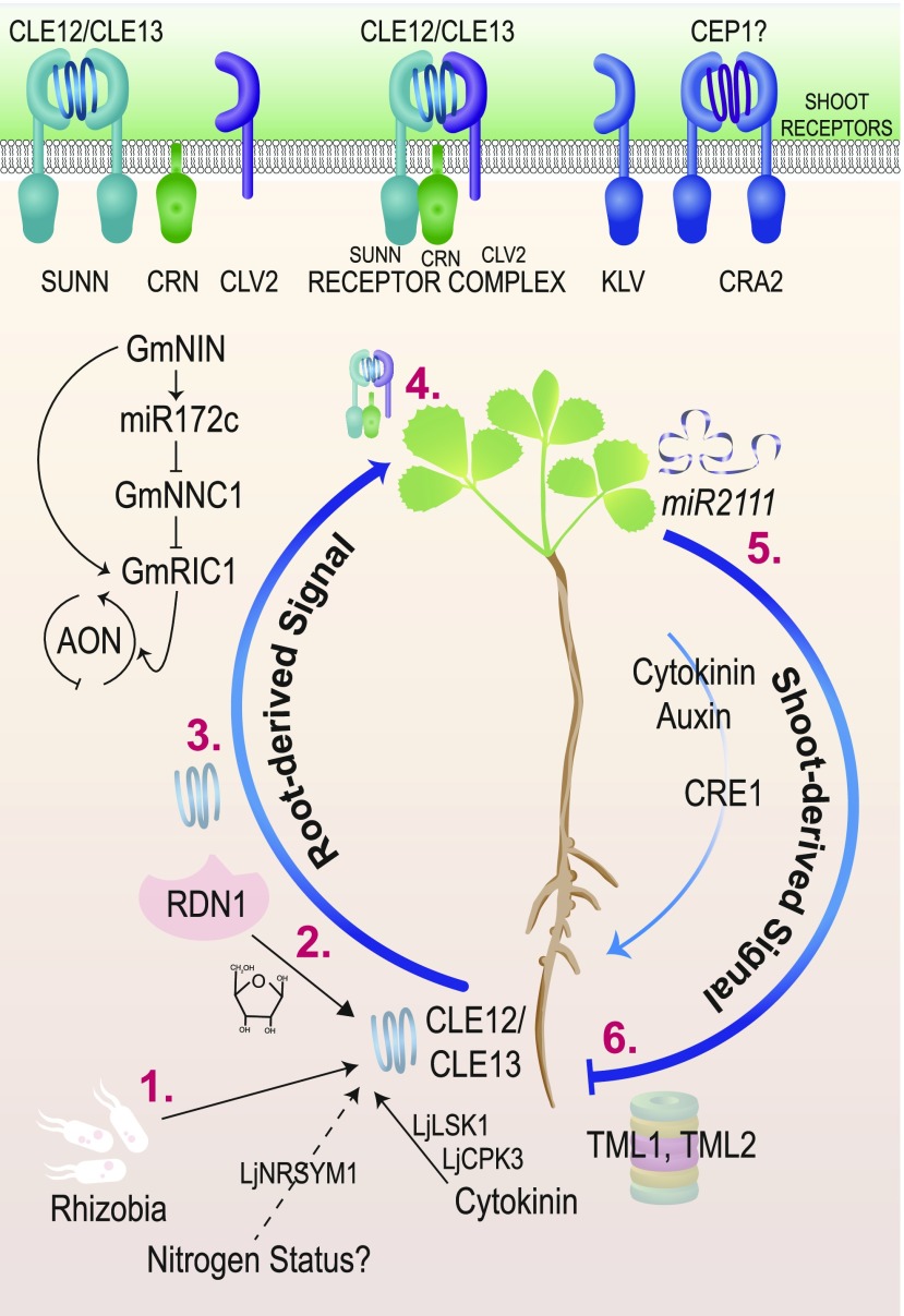 Figure 7.