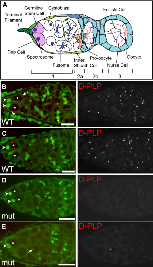 Figure 1