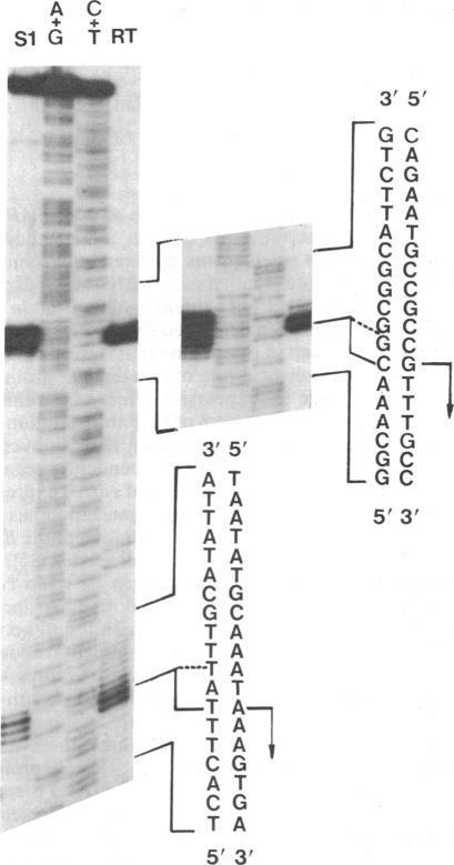 graphic file with name pnas00614-0219-a.jpg