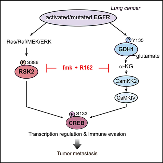 EGFR-phosphorylated GDH1 harmonizes with RSK2 to drive CREB activation ...