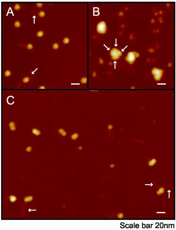 FIG. 1