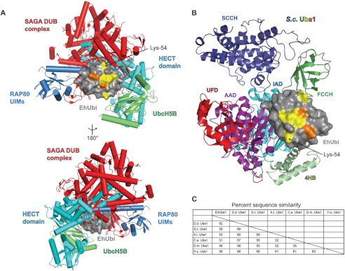 FIGURE 2.