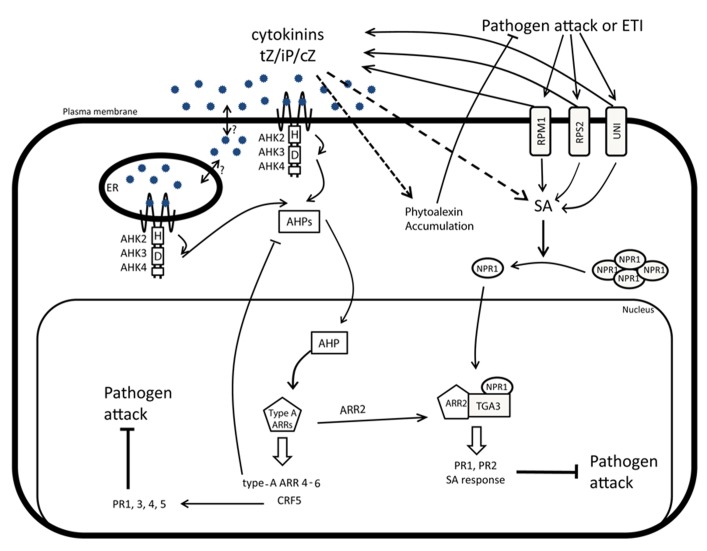 FIGURE 2