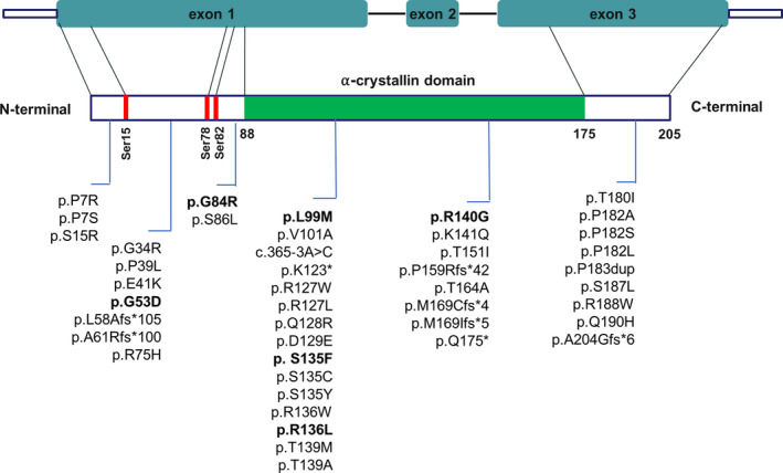 Charcot–marie–tooth Disease Type 2f Associated With Biallelic Hspb1 