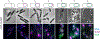 Fig 9.