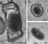 Fig 12.