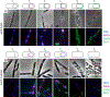 Fig 10.