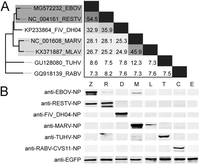 FIG 1