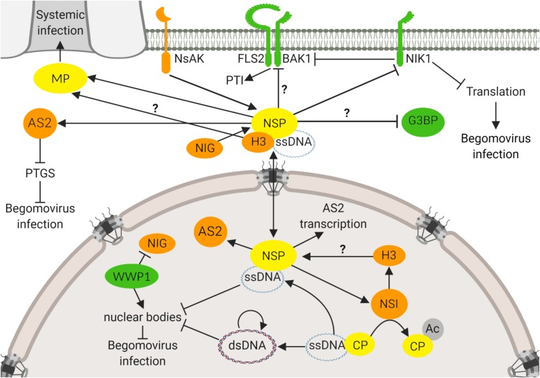 FIGURE 1