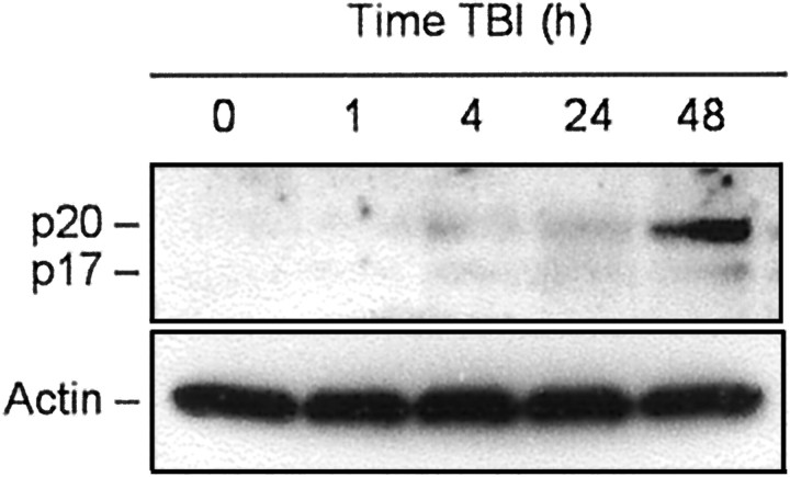 Fig. 5.