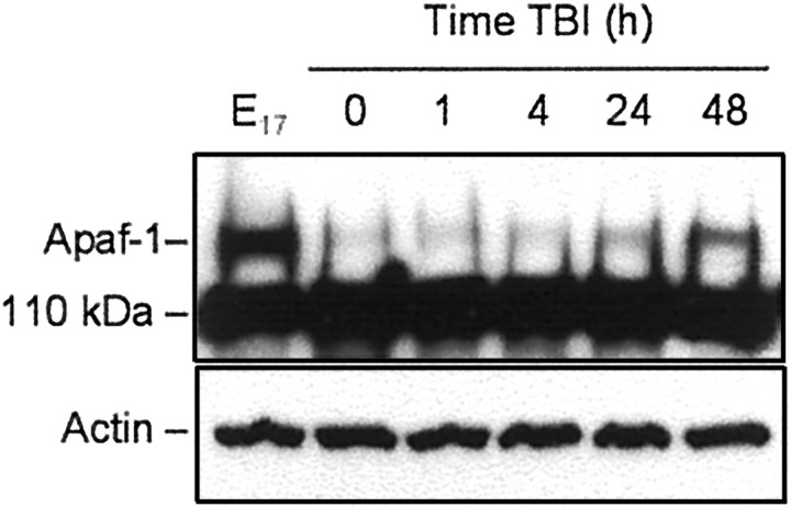 Fig. 9.