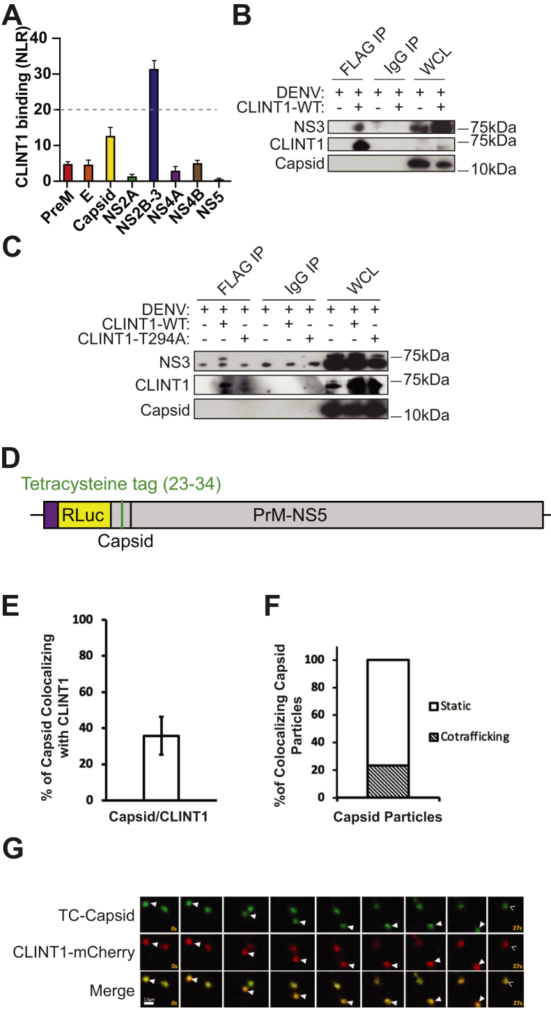 Figure 7