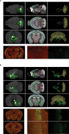 Figure 6—figure supplement 2.