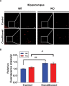 Figure 6—figure supplement 1.