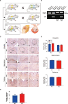 Figure 1—figure supplement 1.