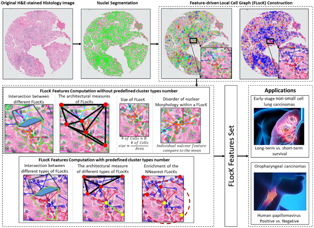 graphic file with name nihms-1648522-f0001.jpg