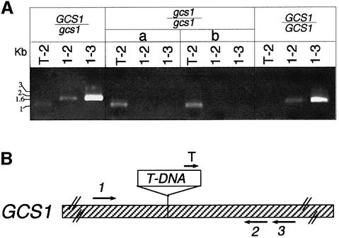 graphic file with name cde095f3.jpg