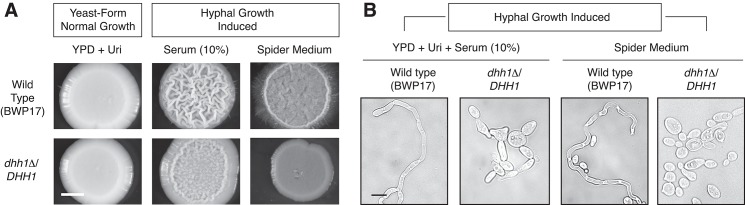 Fig 6