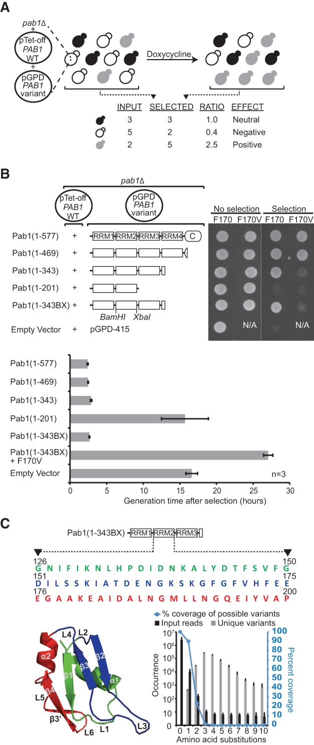 FIGURE 1.