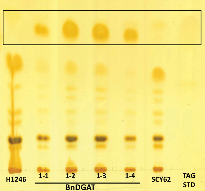 Fig. 4.