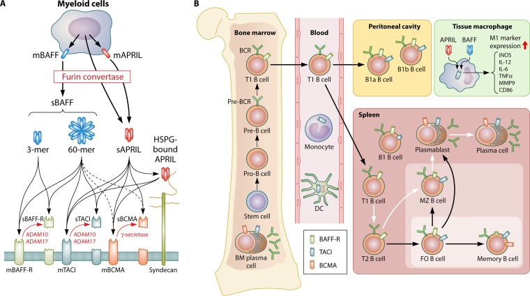 FIG 1