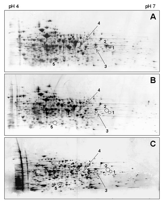 FIG. 3.