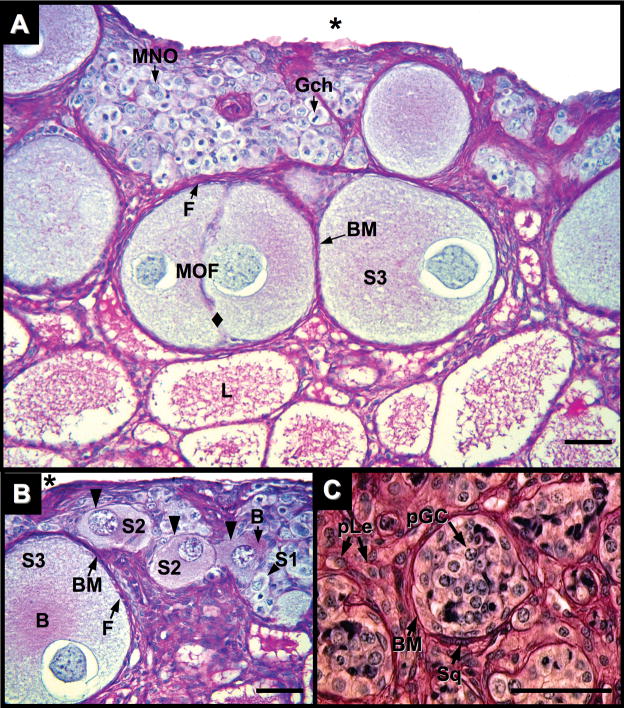 Fig. 5