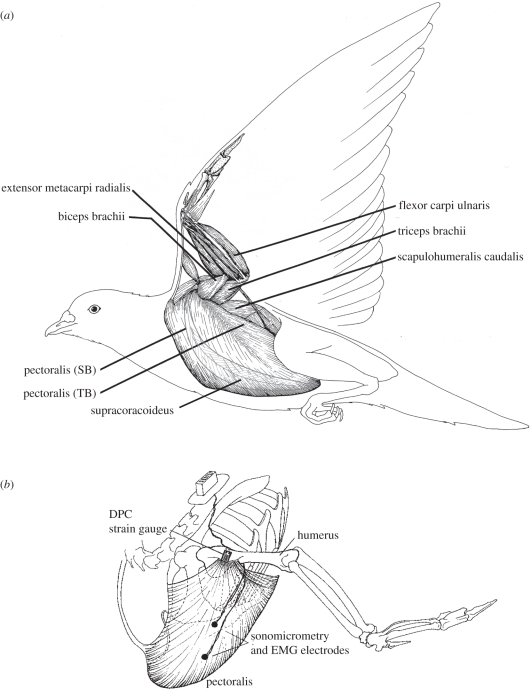 Figure 1.