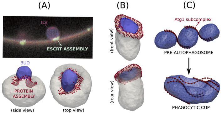 Figure 10