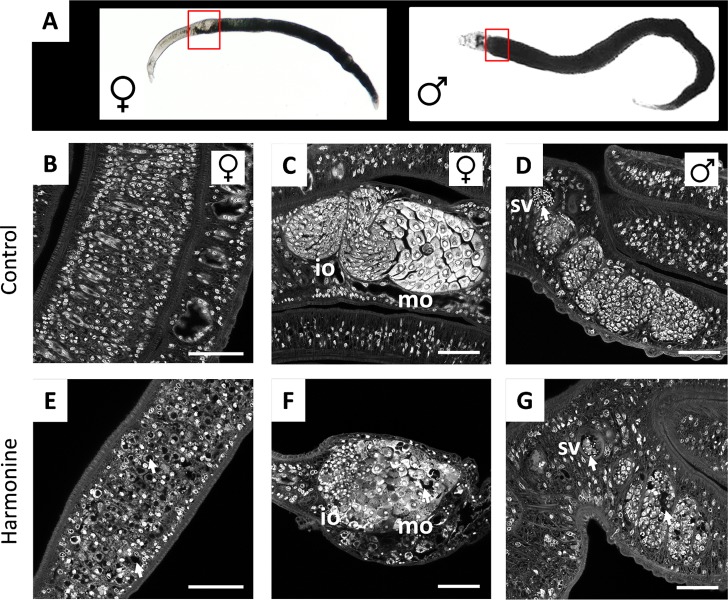 Fig 6