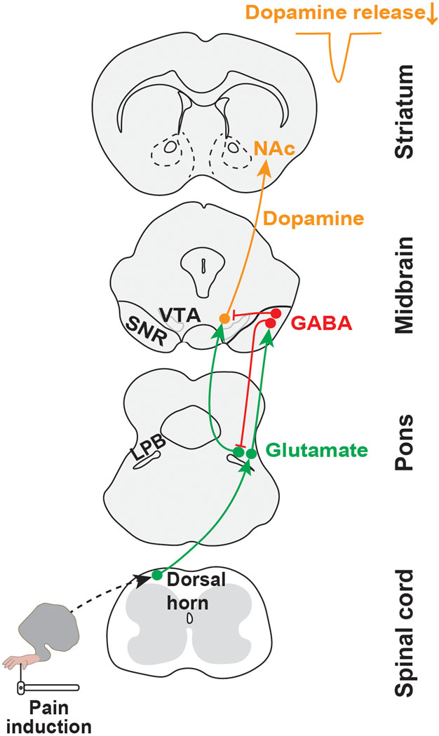 Fig. 8.