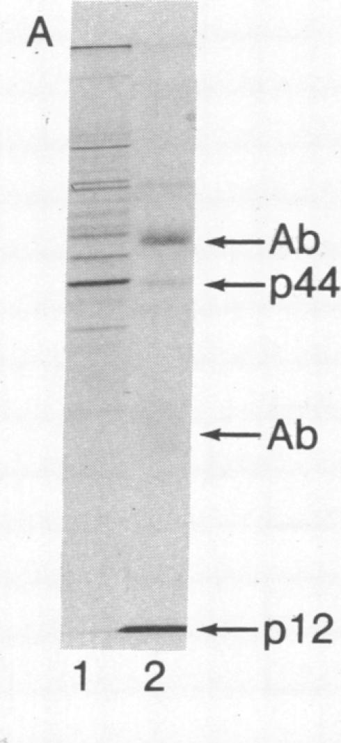 graphic file with name pnas00022-0267-a.jpg