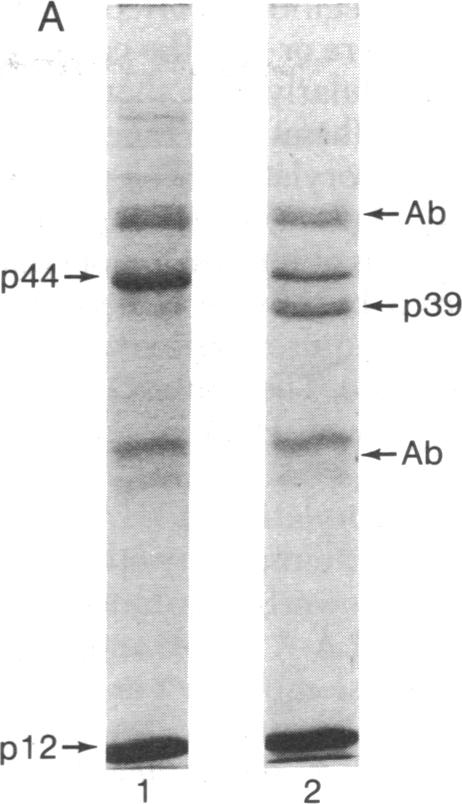 graphic file with name pnas00022-0269-a.jpg