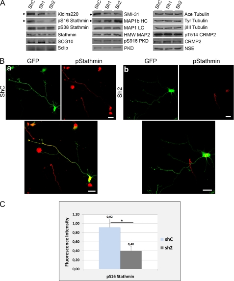 FIGURE 10.