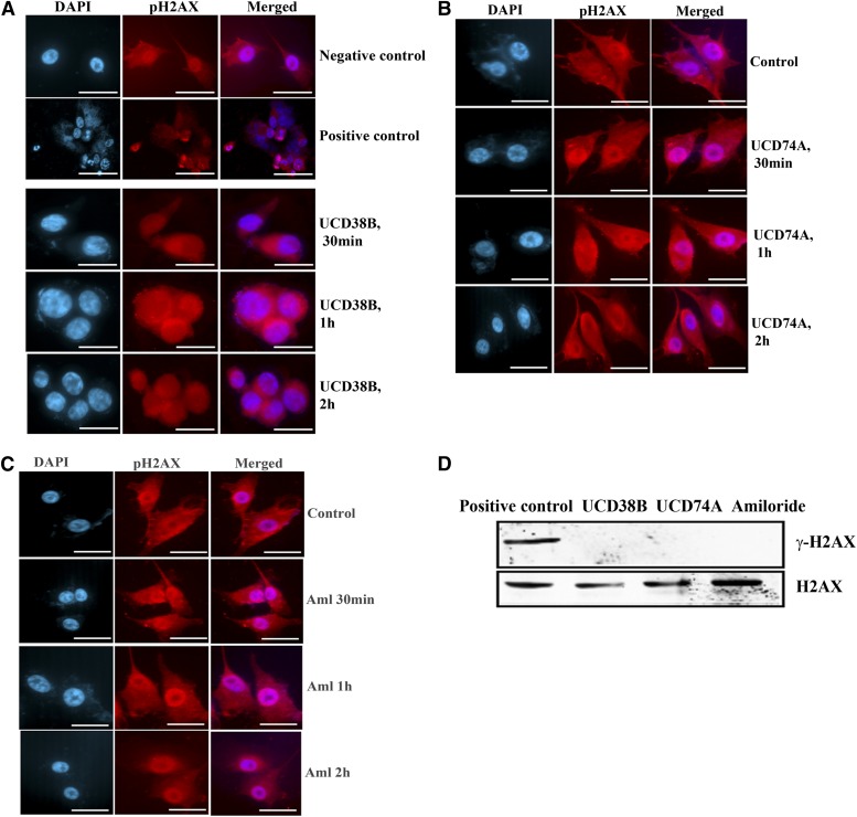 Fig. 12.