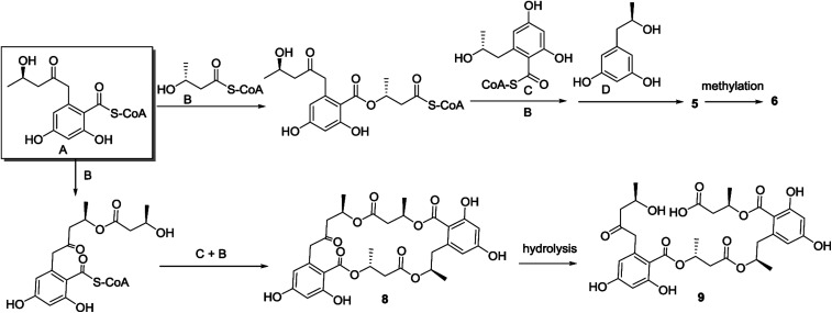 Scheme 1