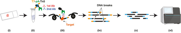 graphic file with name BioProtoc-12-10-4418-ga001.jpg