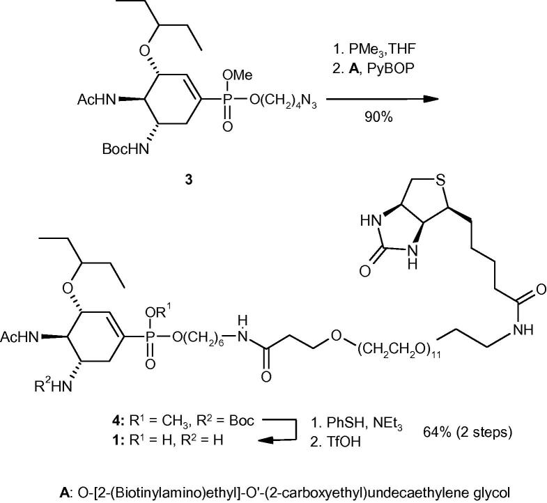 Scheme 1