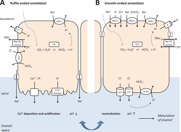 Fig. (4)