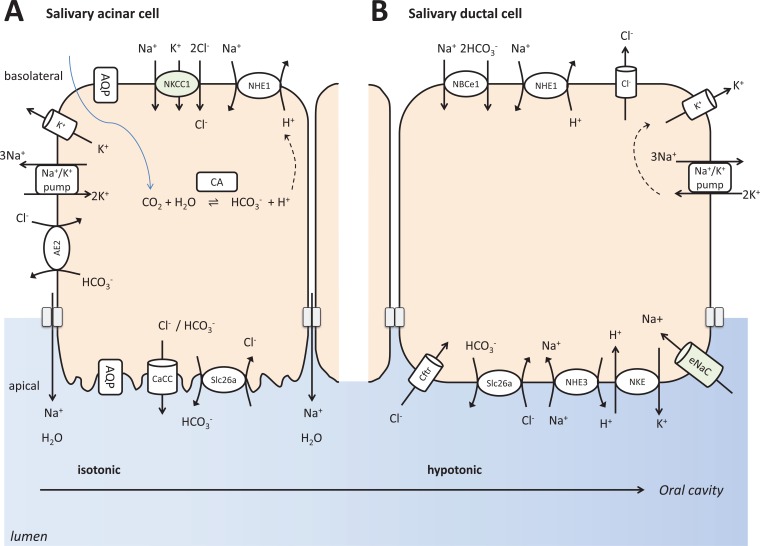 Fig. (3)