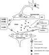 Fig. (1)