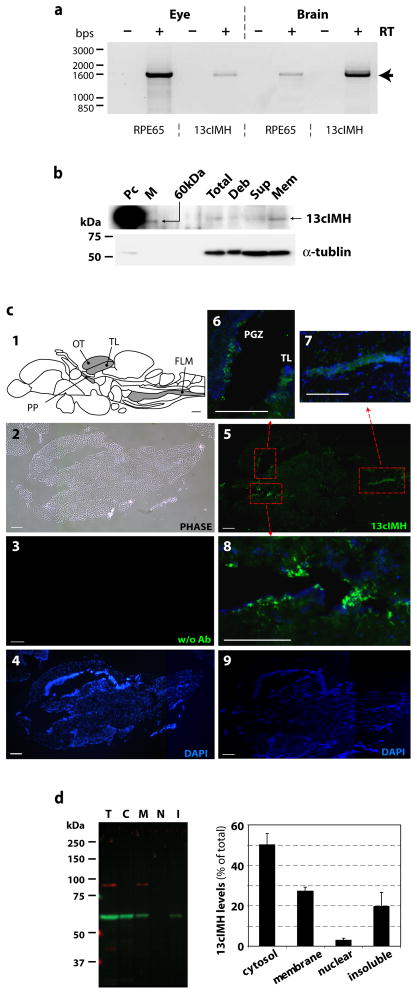 Figure 7