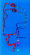 F<sc>ig</sc> 1.