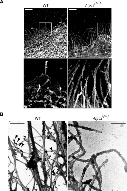 FIG. 5.